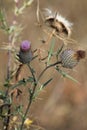 Burdock in flowering in the background dry burdock .Greater burdock dried close up. Royalty Free Stock Photo