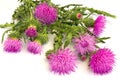 Burdock flowers