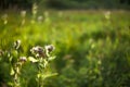 Burdock flowers on a blurred background of the glade lit by the