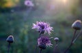 Burdock flowers in the evening Royalty Free Stock Photo