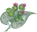 Burdock flowers with green leaf. Watercolor painting.