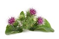 Greater Burdock flowers Royalty Free Stock Photo