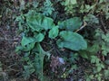 Burdock in the forest. Royalty Free Stock Photo