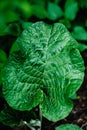 Burdock green leaf . Close-up. Green plants. nature. great plan. Royalty Free Stock Photo