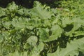 Burdock green leaf . Royalty Free Stock Photo