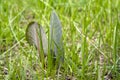 Burdock is growing among green grass. Royalty Free Stock Photo