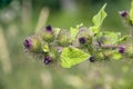 Burdock Herb Branch