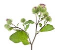 Burdock isolated on white background Royalty Free Stock Photo