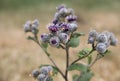 Burdock large, perennial herbaceous plant close-up Royalty Free Stock Photo