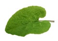 Burdock leaf isolated