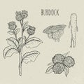 Burdock medical botanical isolated illustration. Plant, root, leaves, blossoming hand drawn set. Vintage sketch.