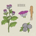 Burdock medical botanical isolated illustration. Plant, root, leaves, blossoming hand drawn set. Vintage sketch colorful Royalty Free Stock Photo