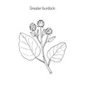 Burdock medicinal plant