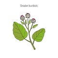 Burdock medicinal plant