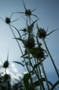 Burdock Royalty Free Stock Photo