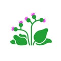 Burdock plant with leaves and flowers. Vector flat illustration isolated on white background. Royalty Free Stock Photo