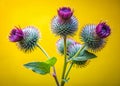 Burdock Root Arctium lappa on Yellow Background A CloseUp View of a Medicinal Plant with Ample Copy Space Royalty Free Stock Photo