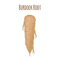 Burdock root, healthy organic medical. Botanical herbal plant. Vector illustration Royalty Free Stock Photo