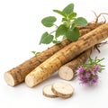Burdock root tasty healthy herbs Royalty Free Stock Photo