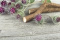 Burdock roots and burdock flowers on wooden desk. Prickly heads of burdock flowers. Treatment plant Royalty Free Stock Photo