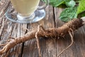 Burdock roots on a table, with tea in the background Royalty Free Stock Photo