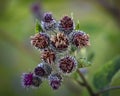 Burdock seeds are covered with hooked thorns