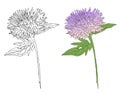 Burdock sketch drawing, botanical flower vector