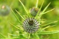 Burdock thorny flower Royalty Free Stock Photo