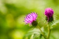 Burdock thorny flower in summer