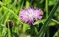 Burdock thorny purple flower, green buds and leaves in herbal garden. Blooming medicinal plant burdock Arctium lappa, greater Royalty Free Stock Photo