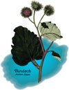 Burdock