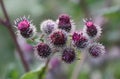 The burdock weed plant Royalty Free Stock Photo