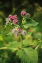 Burdock ÃÂrctium Royalty Free Stock Photo