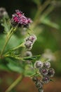 Burdock ÃÂrctium Royalty Free Stock Photo