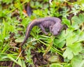 Buresch`s crested newt on green leaves