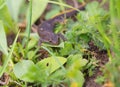 Buresch`s crested newt on green leaves