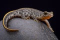 Buresch's crested newt (Triturus ivanbureschi) Royalty Free Stock Photo