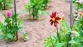 Burgandy colored eight petaled star dahlia