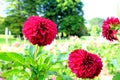 Burgandy pompon or ball dahlias in a garden