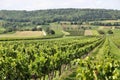 Burgenland vineyard Royalty Free Stock Photo