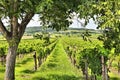 Burgenland wine land