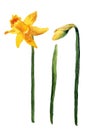 Burgeon and flower of yellow narcissus