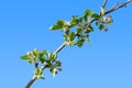 Burgeoning apple tree branch Royalty Free Stock Photo