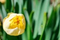 A burgeoning bud of a yellow narcissus flower against a background of green leaves. Royalty Free Stock Photo