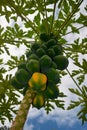 Burgeoning Papaya Tree nearing a harvest