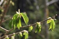 Burgeoning plant Royalty Free Stock Photo