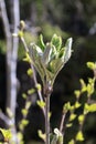 Burgeoning plant Royalty Free Stock Photo