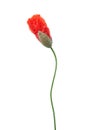 A burgeoning red poppy isolated on white background Royalty Free Stock Photo