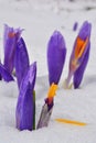 Burgeons of Crocus flower in melting snow