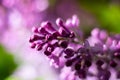 Burgeons of lilac garden flower ready to bloom in garden